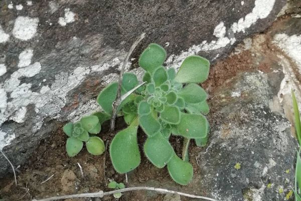 Queimada
