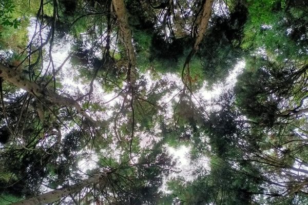 cabeco-do-cura-206073F7B-DA2F-7555-5161-0A90B4D3F2E5.jpeg